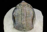 Zlichovaspis Trilobite - Atchana, Morocco #72702-1